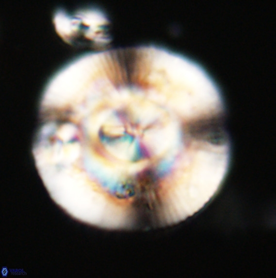 Dictyococcites stavensis VR 33271