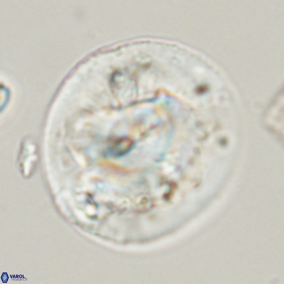 Dictyococcites stavensis VR 33273