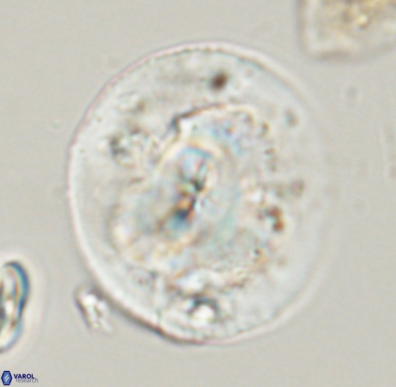 Dictyococcites stavensis VR 33274
