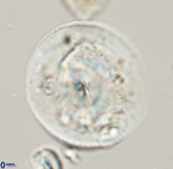 Dictyococcites stavensis VR 33275