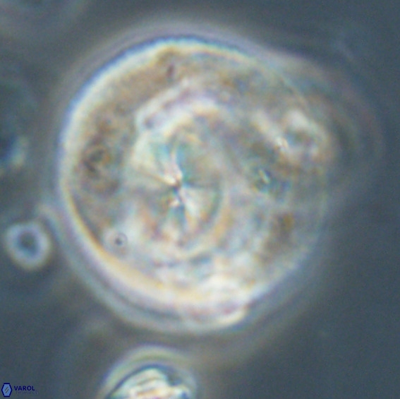Dictyococcites stavensis VR 33276