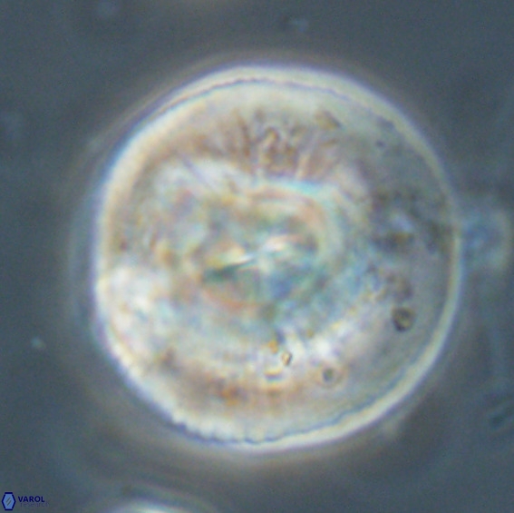 Dictyococcites stavensis VR 33279