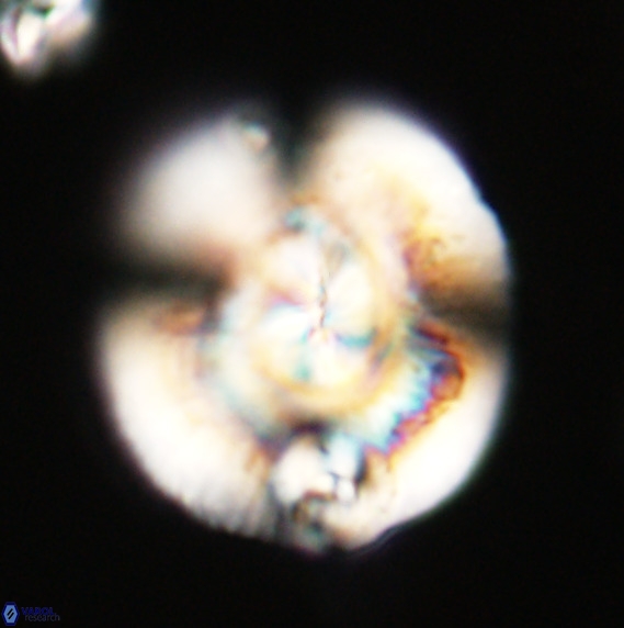 Dictyococcites stavensis VR 33280