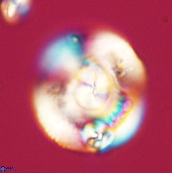 Dictyococcites stavensis VR 33281