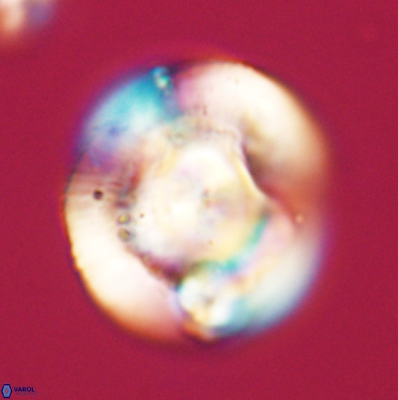 Dictyococcites stavensis VR 33282