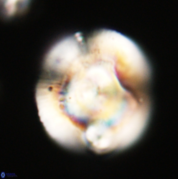 Dictyococcites stavensis VR 33283
