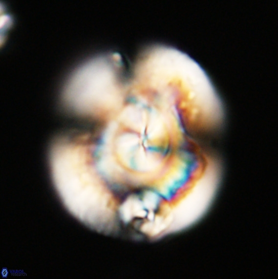 Dictyococcites stavensis VR 33284