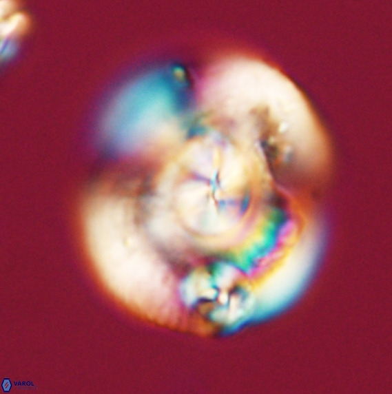Dictyococcites stavensis VR 33285