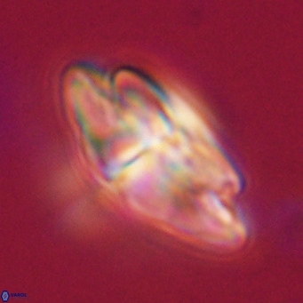 Dictyococcites stavensis VR 33287