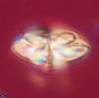 Dictyococcites stavensis VR 33291