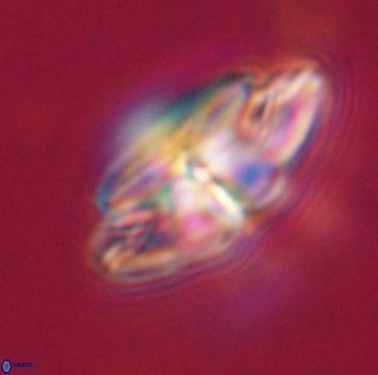 Dictyococcites stavensis VR 33292