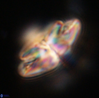 Dictyococcites stavensis VR 33293
