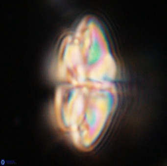 Dictyococcites stavensis VR 33297