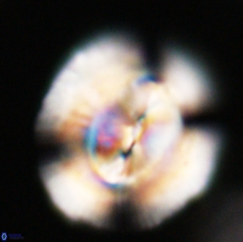 Dictyococcites stavensis VR 33300