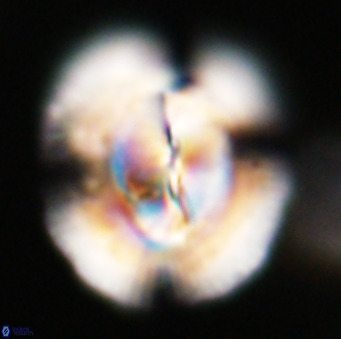 Dictyococcites stavensis VR 33301