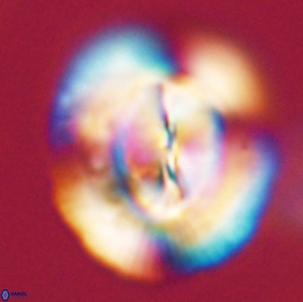 Dictyococcites stavensis VR 33302