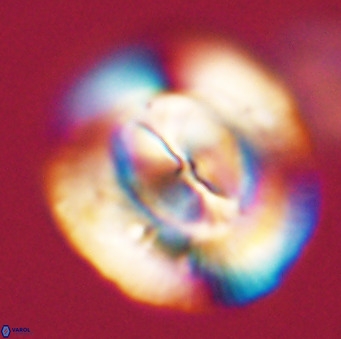 Dictyococcites stavensis VR 33303