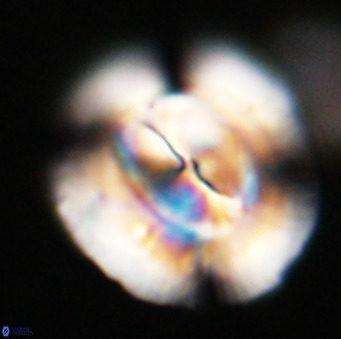 Dictyococcites stavensis VR 33304