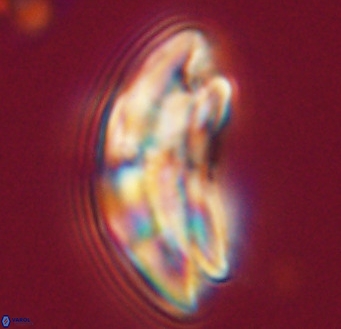 Dictyococcites stavensis VR 33310