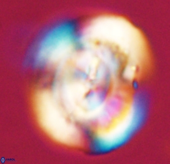 Dictyococcites stavensis VR 33312