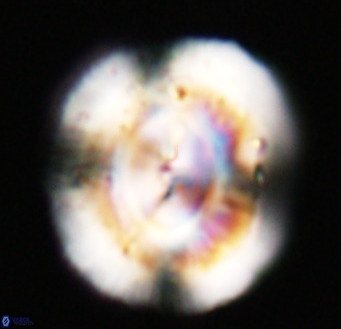 Dictyococcites stavensis VR 33314