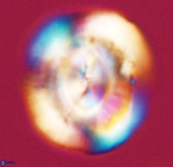 Dictyococcites stavensis VR 33315