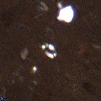 Didimospyrgos inciae VR 00091