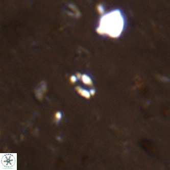 Didimospyrgos inciae VR 00091