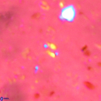 Didimospyrgos inciae VR 00092