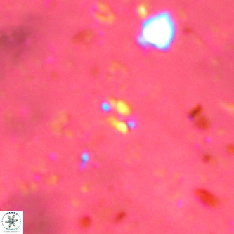 Didimospyrgos inciae VR 00092