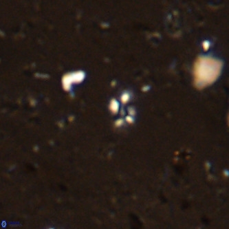 Didimospyrgos inciae VR 00093