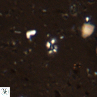 Didimospyrgos inciae VR 00093