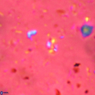 Didimospyrgos inciae VR 00094