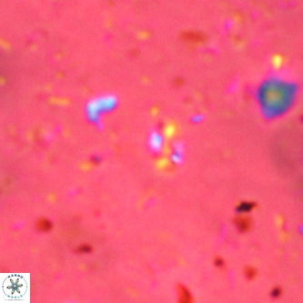 Didimospyrgos inciae VR 00094