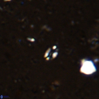Didimospyrgos inciae VR 00095