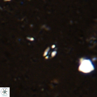 Didimospyrgos inciae VR 00095