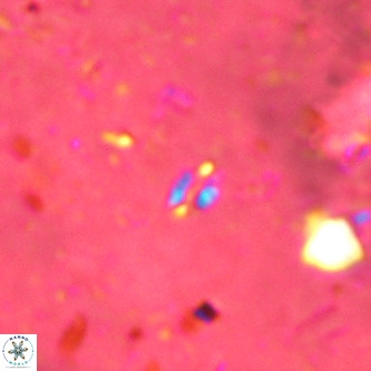 Didimospyrgos inciae VR 00096