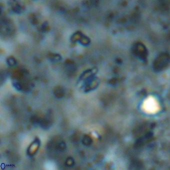 Didimospyrgos inciae VR 00097