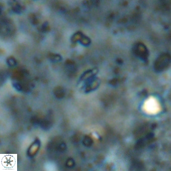 Didimospyrgos inciae VR 00097