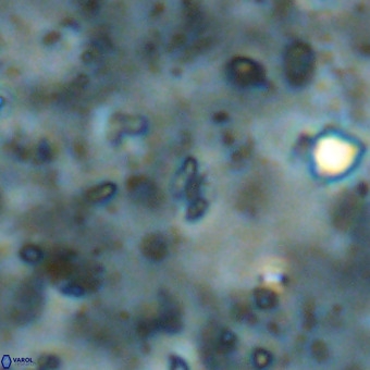 Didimospyrgos inciae VR 00098