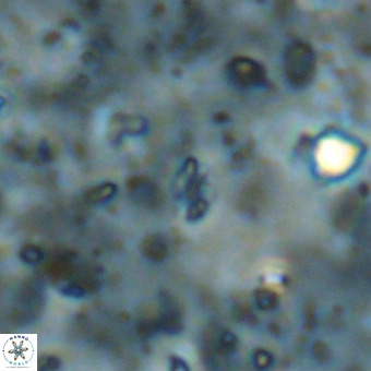 Didimospyrgos inciae VR 00098