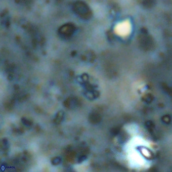 Didimospyrgos inciae VR 00099