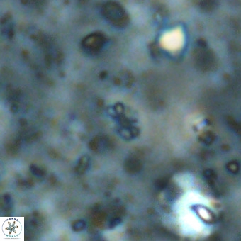 Didimospyrgos inciae VR 00099