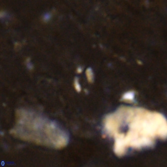 Didimospyrgos inciae VR 00141
