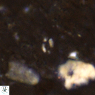 Didimospyrgos inciae VR 00141