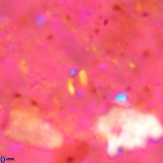 Didimospyrgos inciae VR 00142