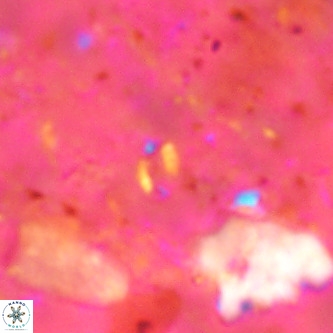 Didimospyrgos inciae VR 00142