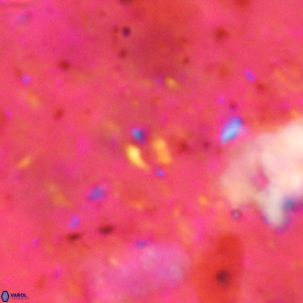 Didimospyrgos inciae VR 00143
