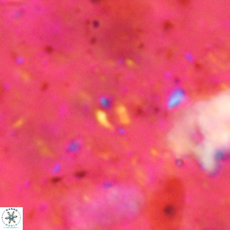 Didimospyrgos inciae VR 00143