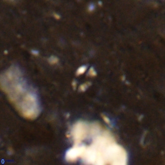 Didimospyrgos inciae VR 00145